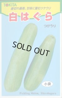 送料無料　[瓜類]　白はぐら　3ml(およそ100粒)　トキタ種苗(株)