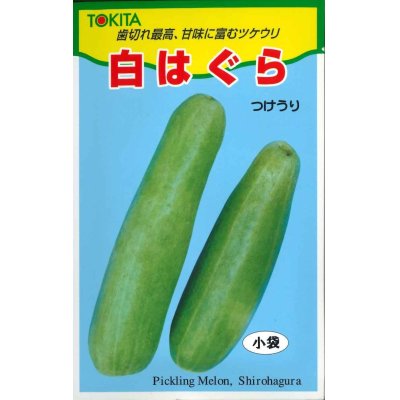 画像1: [瓜類]　白はぐら　20ml（およそ700粒）　トキタ種苗（株）