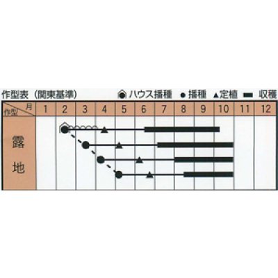 画像2: 送料無料　[とうがらし]　ハラペーニョ　サルサ・デ・ウマイ　20粒　トキタ種苗(株)