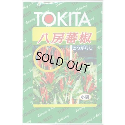画像1: 送料無料　[とうがらし]　八房とうがらし　3ml　トキタ種苗(株)