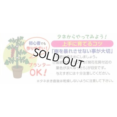 画像4: 送料無料　[トマト]　マイクロトマト　20粒　（株）アサヒ農園