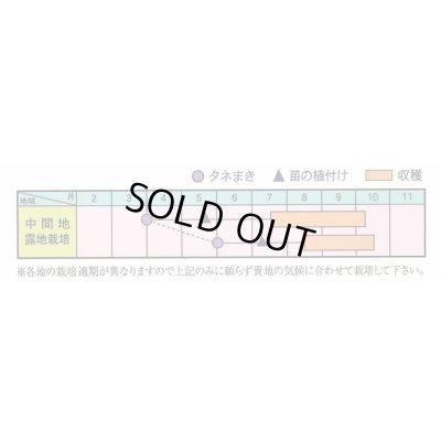 画像5: 送料無料　[トマト]　マイクロトマト　20粒　（株）アサヒ農園