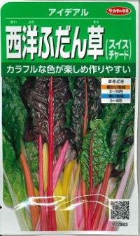 [葉物]　アイデアル（スイスチャード）　約30粒　サカタ交配　実咲