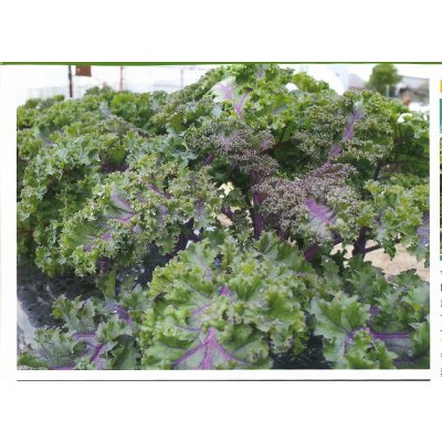 画像3: 送料無料　ちりめんケール　カーリーレッド　コート種子30粒　松永種苗(株)