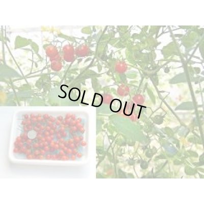 画像3: 送料無料　[トマト]　マイクロトマト　20粒　（株）アサヒ農園