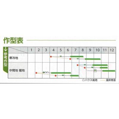 画像8: 送料無料　ちりめんケール　カーリーレッド　コート種子30粒　松永種苗(株)