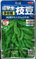 送料無料　[枝豆]　天ヶ峰　約50粒　(株)サカタのタネ　実咲250（003150）