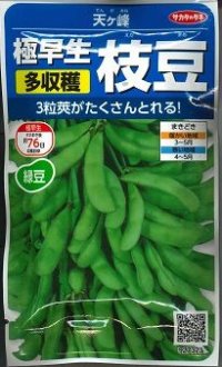 [枝豆]　天ヶ峰　約50粒　サカタのタネ（株）　実咲200