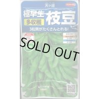 送料無料　[枝豆]　天ヶ峰　約50粒　(株)サカタのタネ　実咲250（003150）