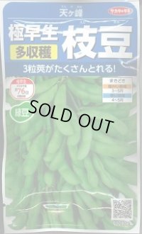 送料無料　[枝豆]　天ヶ峰　約50粒　(株)サカタのタネ　実咲250（003150）