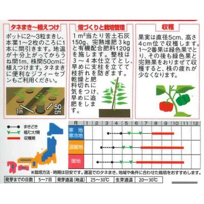 画像2: [ピーマン]　フルーツパプリカ　セニョリータ ミックス　約10粒　　　サカタ交配　(実咲)　