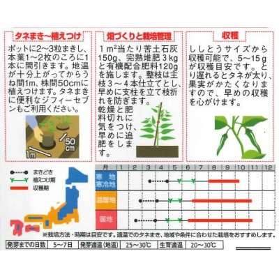 画像2: [ピーマン]　ししピー　　約20粒　　サカタ交配　実咲