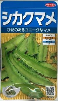 [豆類]　シカクマメ　約20粒　サカタのタネ（株）実咲300