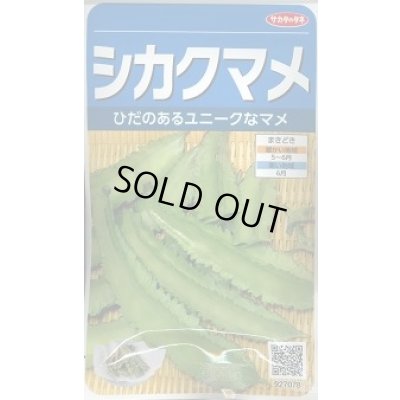 画像1: 送料無料　[豆類]　シカクマメ　約20粒　(株)サカタのタネ　実咲350（003127）