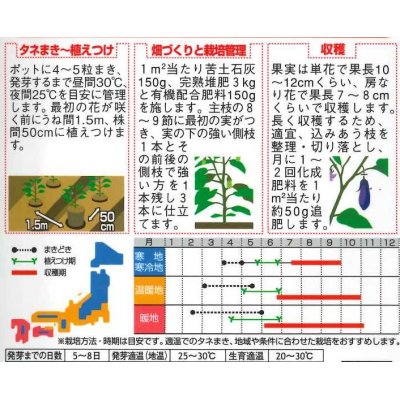 画像2: [なす]　ごちそうなす　500粒　サカタのタネ（株）