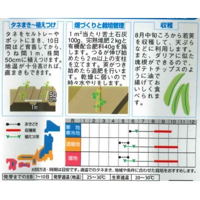 画像3: [豆類]　シカクマメ　約20粒　サカタのタネ（株）実咲300