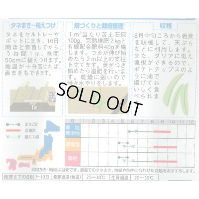 画像3: 送料無料　[豆類]　シカクマメ　約20粒　(株)サカタのタネ　実咲350（003127）