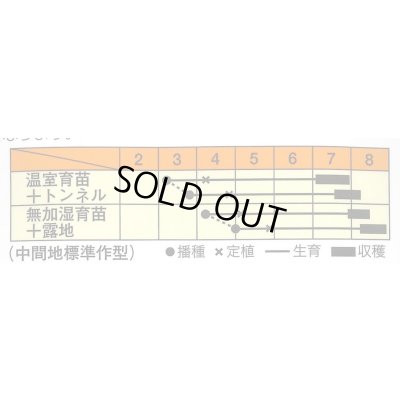 画像2: 送料無料　[かぼちゃ]　白いごっちゃん南瓜　10粒　松永種苗(株)