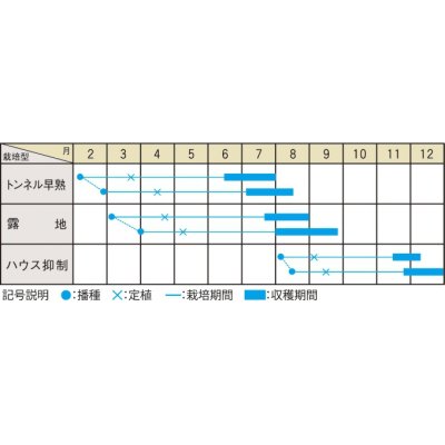 画像2: [かぼちゃ]　あかまろ　10粒　大和農園