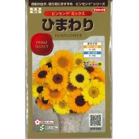 花の種　ひまわり　ビンセント　ミックス　40粒　サカタのタネ（株）実咲500