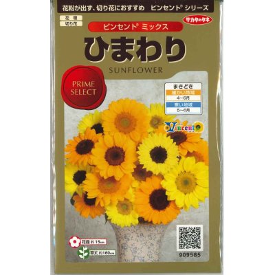 画像1: 花の種　ひまわり　ビンセント　ミックス　40粒　サカタのタネ（株）実咲500