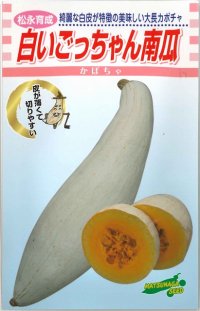 [かぼちゃ]　白いごっちゃん南瓜　10粒　松永種苗（株）