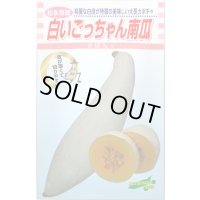 送料無料　[かぼちゃ]　白いごっちゃん南瓜　10粒　松永種苗(株)
