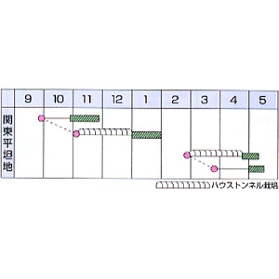 画像2: [シーダー種子]　小松菜　よかった菜　1粒×5cm間隔