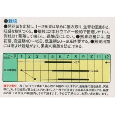 画像2: [ピーマン]　ジャンボピーマン　レッドキング　15粒　中原採種場（株）