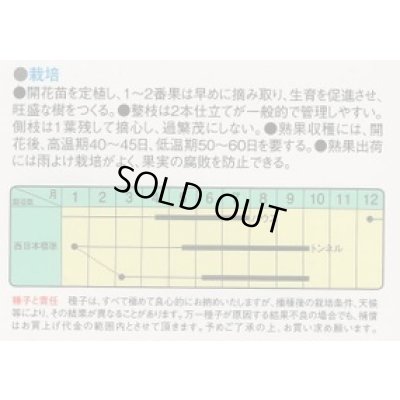 画像2: 送料無料　[ピーマン]　ジャンボピーマン　レッドキング　15粒　中原採種場(株)
