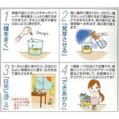 画像2: [葉物]　スプラウト種子　かいわれブロッコリー　30ml　スプラウト専用（無消毒種子）　中原採種場(株)