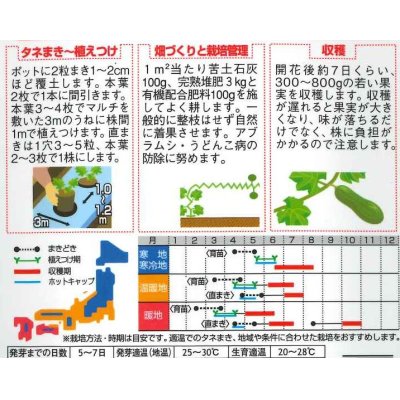 画像2: [かぼちゃ]　マッチャン　約8粒　サカタ交配（実咲シリーズ）