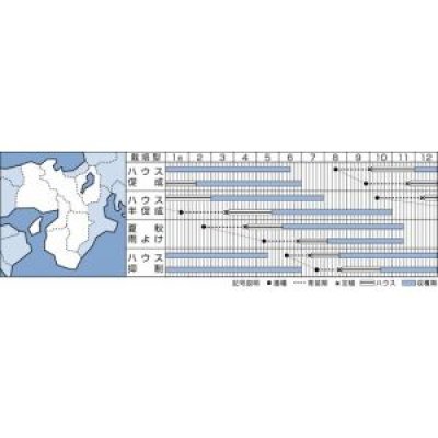 画像2: [トマト/中玉トマト]　ルイ60　18粒　　タキイ種苗　DF　