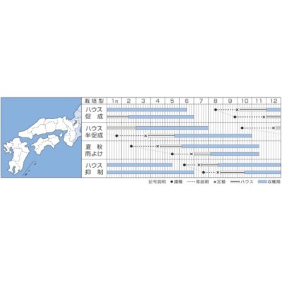 画像2: [トマト/ミニトマト]　CFココ　16粒　タキイ種苗　DF　