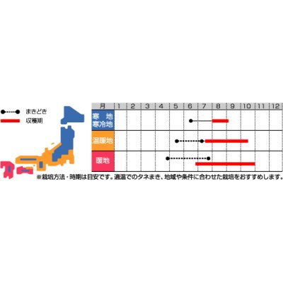 画像2: [豆類]　ササゲ　けごんの滝　約35粒　サカタのタネ（株）実咲200