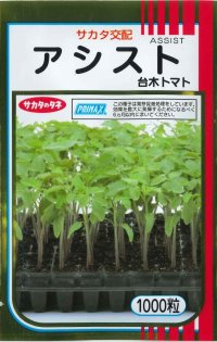 [台木/トマト用]　送料無料！　アシスト　1000粒　サカタ交配