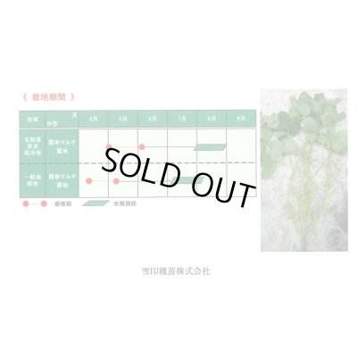 画像4: [枝豆]　サヤタカラ　1L　雪印種苗(株)