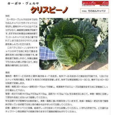 画像2: [イタリア野菜]　クリスピーノ　50粒　トキタ種苗（株）