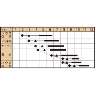 画像7: 送料無料　[ズッキーニ]　パリーノシリーズ　10粒　ジャッロ　トキタ種苗(株)