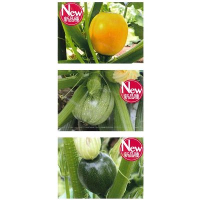 画像3: 送料無料　[ズッキーニ]　パリーノシリーズ　10粒　ジャッロ　トキタ種苗(株)