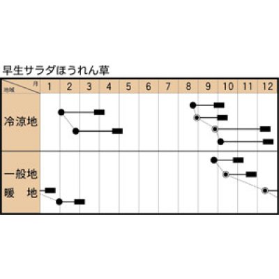 画像2: [ほうれんそう]　早生サラダほうれんそう　1L　トキタ種苗(株)