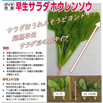 画像3: [ほうれんそう]　早生サラダほうれんそう　1L　トキタ種苗(株)