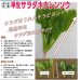 画像3: [ほうれんそう]　早生サラダ　1L　トキタ種苗（株） (3)