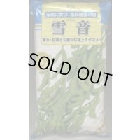 [枝豆]　雪音　1L　雪印種苗(株)