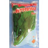 [ほうれんそう]　早生サラダほうれんそう　1L　トキタ種苗(株)