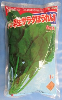 [ほうれんそう]　早生サラダほうれんそう　1L　トキタ種苗(株)