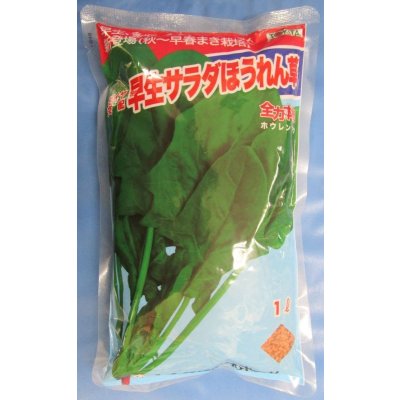 画像1: [ほうれんそう]　早生サラダほうれんそう　1L　トキタ種苗(株)