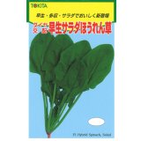 送料無料　[ほうれんそう]　早生サラダほうれんそう　1dl　トキタ種苗(株)