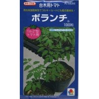 [台木/トマト用]　送料無料！　ボランチ　1000粒　タキイ種苗（株）