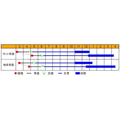 画像3: [ねぎ]　リーキ ポトフ・ルフレ　1000粒　渡辺農事